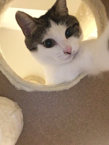 キャットタワーから前脚をのばすシッピ(大森直撮影)