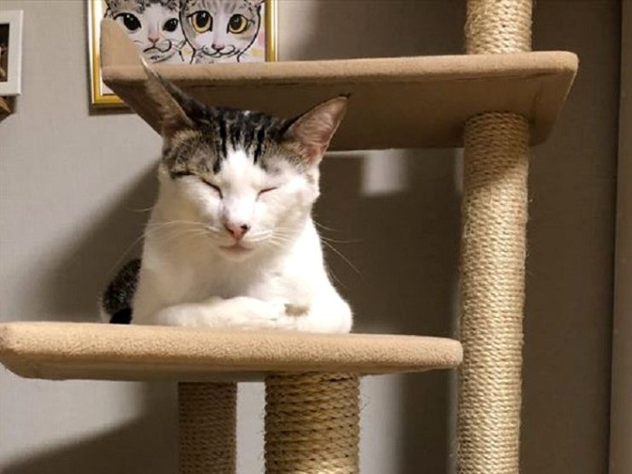 キャットタワーでくつろぐ小鉄くん