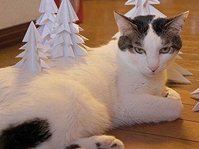 玄関開けたら入ってきて、そのまま住んでる猫「まめすけ」