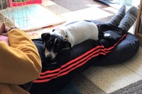 ホストファーザーの足の上でくつろぐぴのちゃん