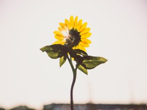 「みんなの癒し」な私。いつか余裕がない部分をあなたに見せられますように