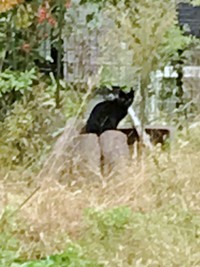 近所の空き地にいたかのさん（画像提供：雲母あおさん）