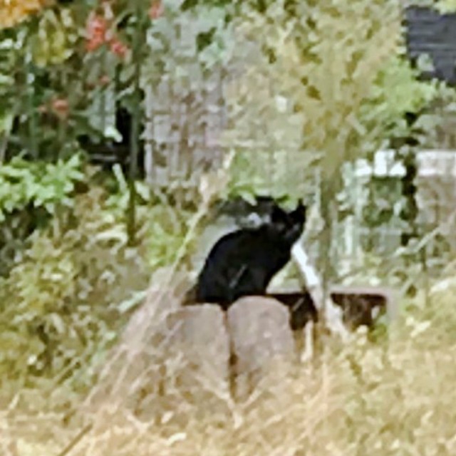 近所の空き地にいたかのさん（画像提供：雲母あおさん）