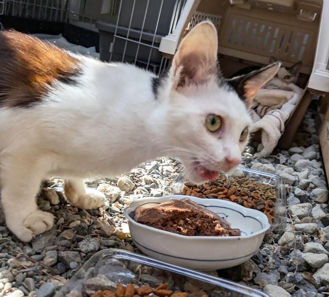 後を絶たない「猫の遺棄事件」。絶対に許されることではありません