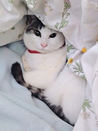 温かい布団の中でくつろぐグミちゃん（画像提供：山口夏実さん）