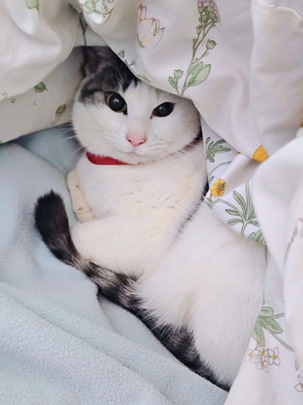 温かい布団の中でくつろぐグミちゃん（画像提供：山口夏実さん）