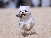 「宝物、みつけたー！」 楽しそうに走るすずめちゃん（画像提供：チワマルすずめさん）