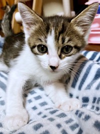 子猫時代、あどけない表情が愛らしいかぢめくん（画像提供：かさねさん）