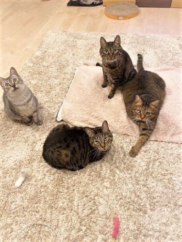 今年、サバ白のコマ（左）が仲間入り（良子さん提供）