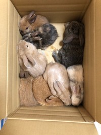 劣悪な環境下で飼われていた仔うさぎたちをボランティアが保護（「ペットの旅立ち 福島店」さん提供）