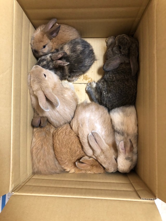 劣悪な環境下で飼われていた仔うさぎたちをボランティアが保護（「ペットの旅立ち 福島店」さん提供）