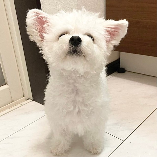 ママがスナネコみたいって言うの＝モジャさん（@moja_inu_tokyo）提供