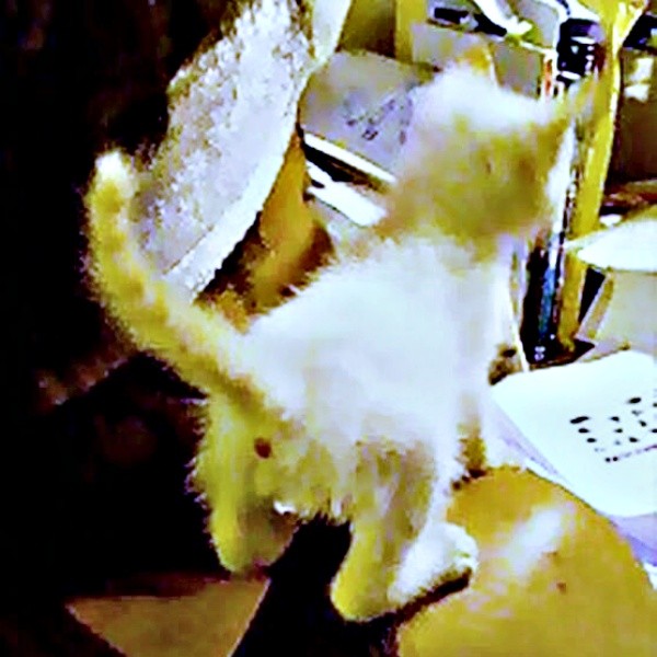 お迎え時、生後1カ月。肩にちょこんと乗るチャーリーくん（画像提供：half&herbさん）