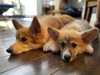 サラちゃんとレイくん（「コーギーれいさら@成長日記」さん提供）