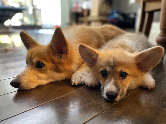 サラちゃんとレイくん（「コーギーれいさら@成長日記」さん提供）