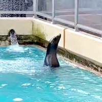 柵を見上げながら、何やら思案しているようなコエルちゃん（画像提供：Suunoさん）