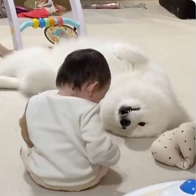 疲れて…省エネ子守中！？（提供：サモエド　こはくさん）