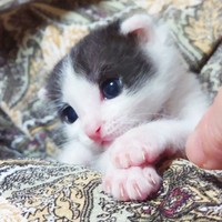 子猫時代、目がぱっちりと開いたこたろうさん（画像提供：こたろうさんの子分さん）