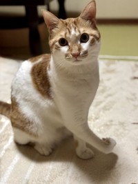 右手は肉球のあたりから曲がっている