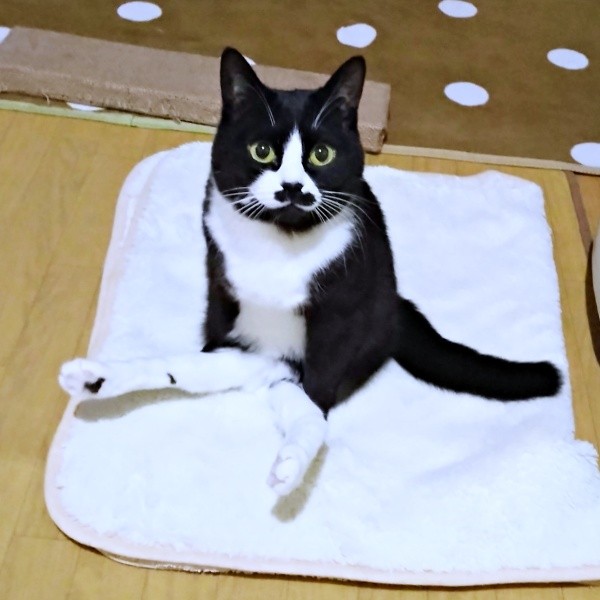 おすわりしながらくつろぐまめちゃん（画像提供：まめさん）