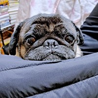 「散歩、行こう？」じっと見つめるシゲちゃん（画像提供：シゲパグさん）