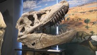 巨大恐竜の顔が間近に　岡山理科大学の恐竜学博物館がリニューアル　岡山