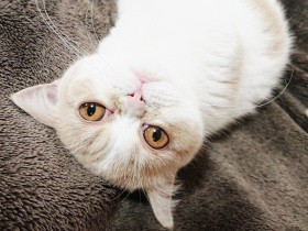 短い足で一段一段、懸命に階段を登る勇姿に心が震えた　ミヌエット「普賢」