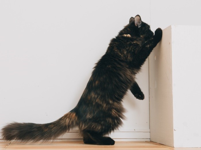 反省ポーズもできます