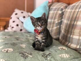 母猫に見放された未熟児の子猫　手厚い看護と自身の生命力で成長、今では“破壊魔”に