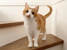 腎臓病が発覚……でもお母さんがついてるからがんばろうね！　ミックス猫「いちご」