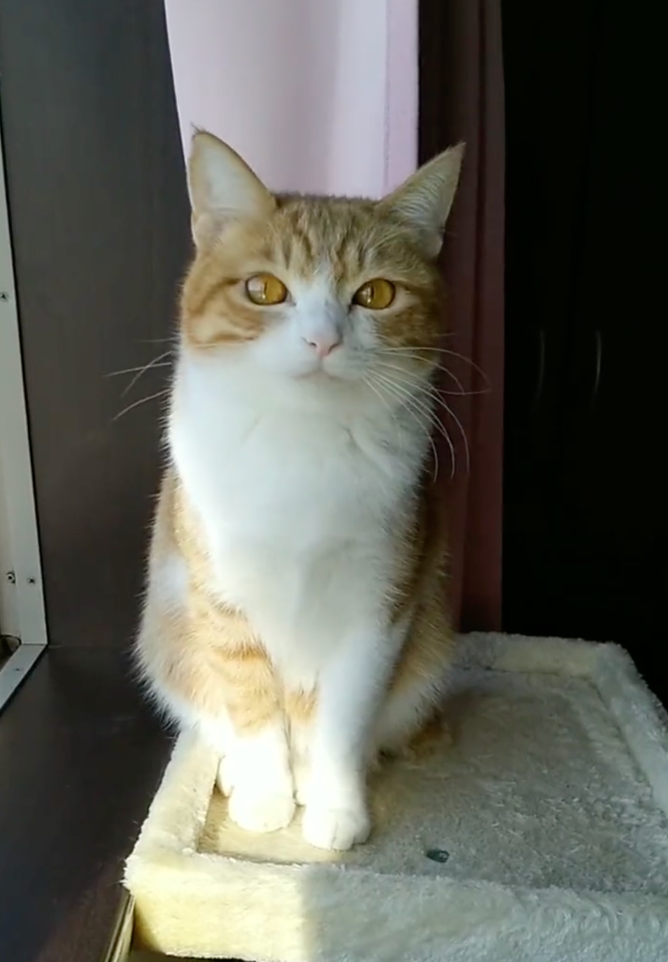 はあ〜、スッキリしたにゃ！＝めろぷりさん（@mero627puri914）提供