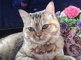 お顔の周りがふわふわ毛　ほんとは小柄なミックス猫「そら」