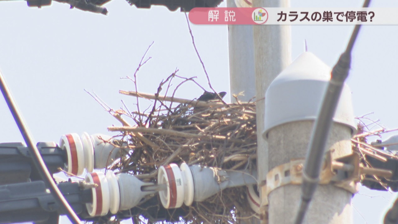 解説】「カラスの巣」が“停電”の原因にも… 2022年は香川で約7800個撤去