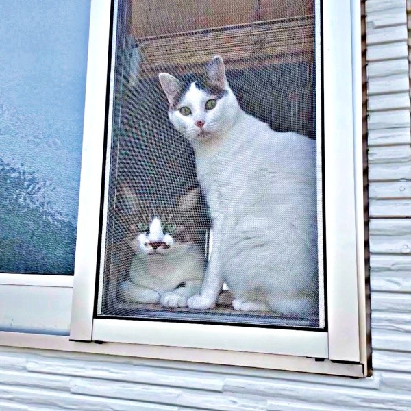 仲良く窓辺でニャルソック♡ （左から）そぼろくん、先住猫・おかかくん（画像提供：おかかとそぼろの成長記録さん）