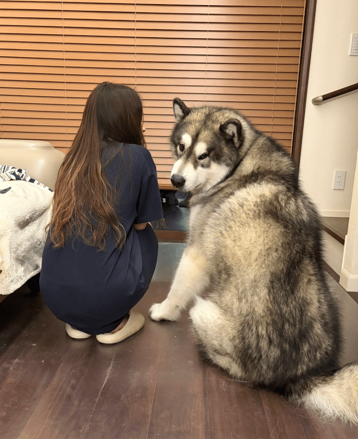 ソファ並みの存在感。しゃがんだ人と並ぶと、超大型犬の“超”の意味がよく分かる（画像提供：アラスカンマラミュートのアルさん）