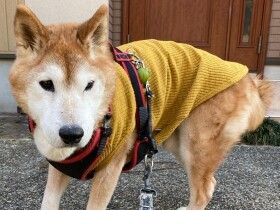 2022ブイブイ言わせてたで賞　柴犬「大吉」