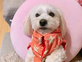 洋服を着せてもらって準備万端　お散歩行ってきます～　マルックス「チーズ」