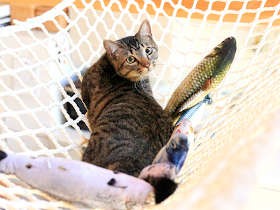ズルいほどかわいい子猫加入で変わる猫勢力図　快適空間を模索中