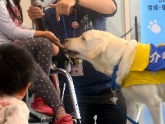 介助犬を「必要な人の元へ」　ラブラドルがお手伝いを実演