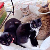 先住猫の仲間入りを果たした桜猫ちゃん（画像提供：アズエスミさん）