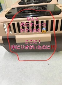 病院の待合室で保護猫が入っていたキャリーに犬がおしっこをかけたという（ハッピー アニマルクラブさん提供、Instagramよりキャプチャ撮影）