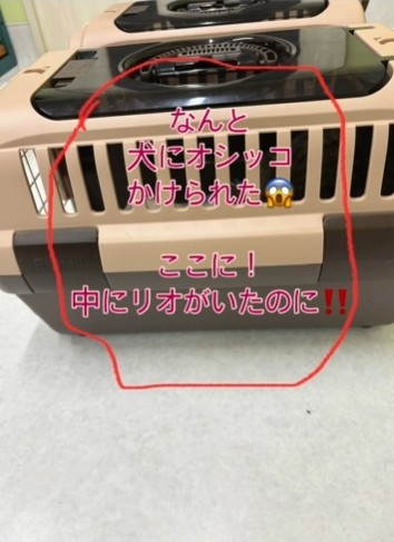 病院の待合室で保護猫が入っていたキャリーに犬がおしっこをかけたという（ハッピー アニマルクラブさん提供、Instagramよりキャプチャ撮影）