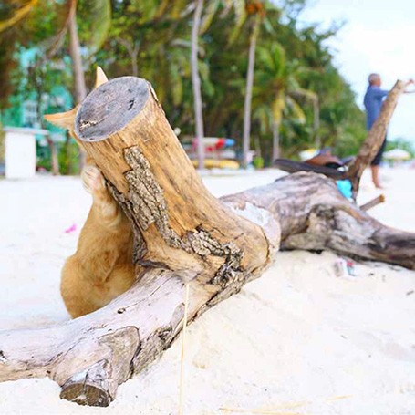 木と擬態！！（写真協力・ＮＡＨＯさん／白夜書房提供）