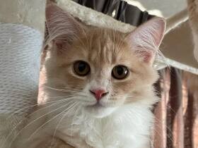 ねぇねぇもっと遊ぼうよ！　キャットタワーで戯れるサイベリアン「四葉」　