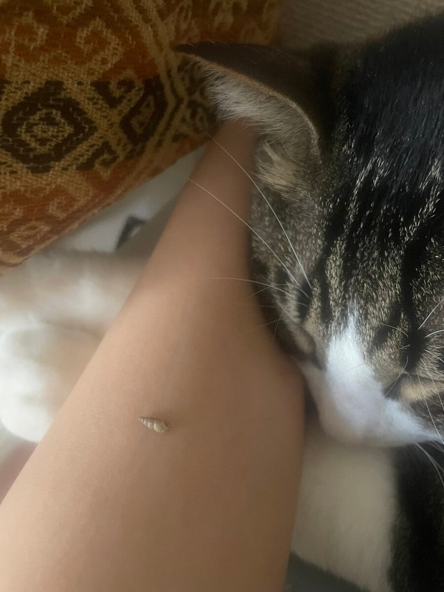 猫の体にくっついていたキセルガイ／はいらずんばさん（@HairazunbaY）提供