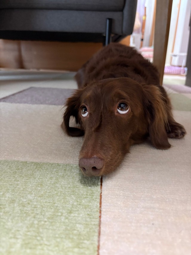 上目遣い上級者なレオさん（提供：ほたるさん）