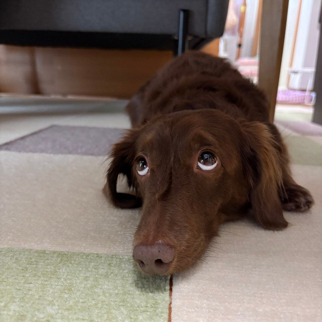 上目遣い上級者なレオさん（提供：ほたるさん）