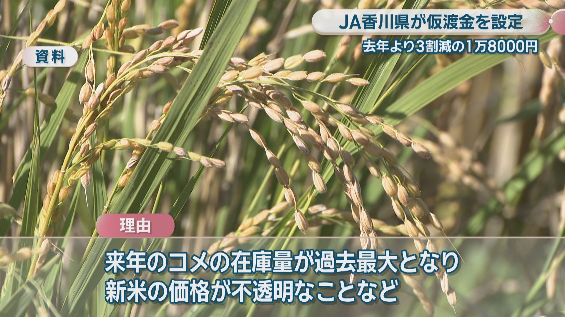JA香川県 県産コシヒカリの仮渡金を前年より3割減の1万8000円に 農家
