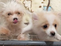 先住犬とも仲良しになりました