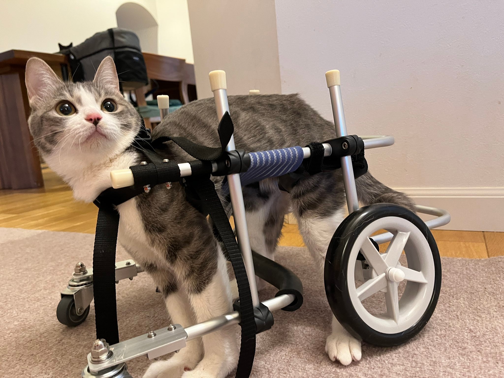 猫　歩行器　手作り 猫 歩行器 手作り 猫用歩行器の作り方（リハビリ用車椅子）ひとりで